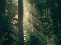 Poster for the movie "Leave No Trace"